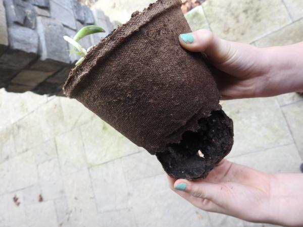 remove bottom drainage of peat pot